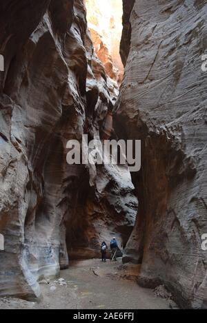 Les randonneurs patauger dans la rivière vierge dans les passes. La rivière a sculpté le canyon au cours d'innombrables années. Banque D'Images