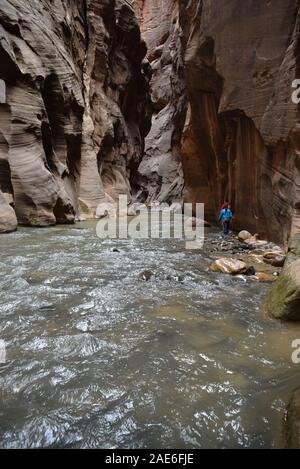 Les randonneurs patauger dans la rivière vierge dans les passes. La rivière a sculpté le canyon au cours d'innombrables années. Banque D'Images