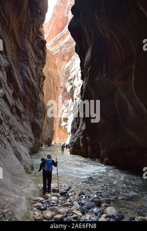 Les randonneurs patauger dans la rivière vierge dans les passes. La rivière a sculpté le canyon au cours d'innombrables années. Banque D'Images