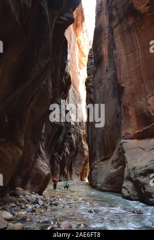 Les randonneurs patauger dans la rivière vierge dans les passes. La rivière a sculpté le canyon au cours d'innombrables années. Banque D'Images