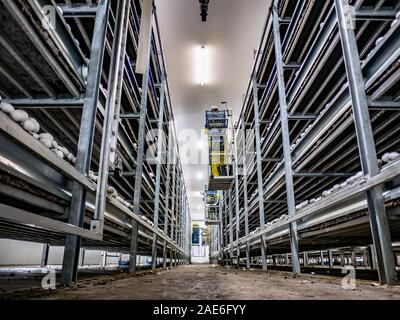 La culture industrielle moderne des champignons de Paris dans de grands volumes Banque D'Images