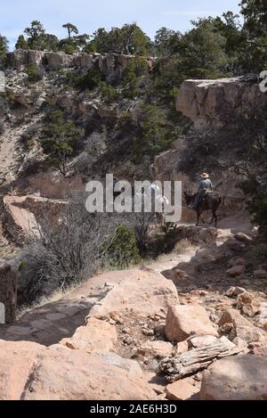 Mule train sur le sentier Kaibab Sud, Grand Canyon, USA. Banque D'Images