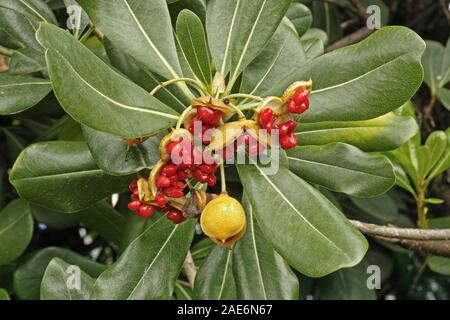 Pittosporum tobira, détail d'un arbuste aux fruits et de graines Banque D'Images