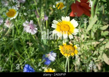 Image détaillée de fleurs sauvages colorées dans un champ agricole Banque D'Images