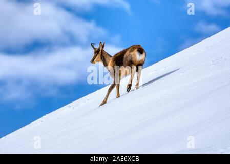 Chamois dans la neige sur les sommets du Parc National Picos de Europa en Espagne. Rebeco,Rupicapra rupicapra. Banque D'Images