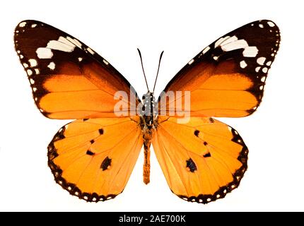 Découpez l'image du papillon tigre Uni, ou papillon reine africain ou papillon monarque africain Danaus Chrysippus Banque D'Images