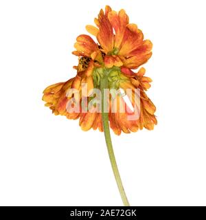 Helenium Mardi Gras (Helen's Flower) isolé sur fond blanc Banque D'Images