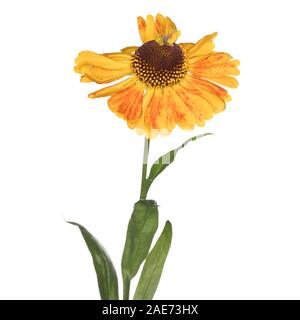Helenium Mardi Gras (Helen's Flower) isolé sur fond blanc Banque D'Images