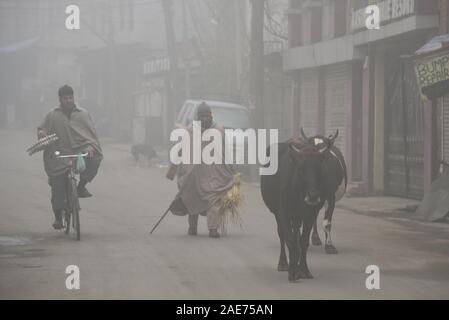 Un homme Cachemire vaches se déplace alors qu'un homme chevauche son vélo durant un épais brouillard froid matin de Srinagar.brouillard très dense, associée à des vents glaciales, ce matin de plein fouet, et en particulier de travail normale, la circulation en été, la capitale Srinagar Cachemire indien où les gens sont restés à l'intérieur en raison de la température sous zéro. Banque D'Images