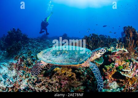 Carapaces de tortue de mer se nourrissent d'une barrière de corail avec plongeur d'arrière-plan Banque D'Images