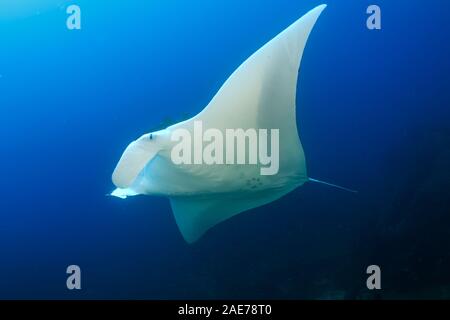Grand Oceanic Manta Ray (Mobula birostris) Nager dans un océan tropical bleu (l'île de Koh Bon, îles Similan, Thaïlande)