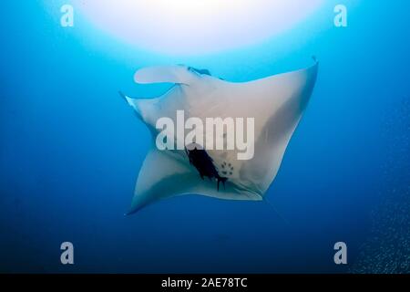 Oceanic énorme Manta Ray dans un océan tropical, bleu (mer) Banque D'Images