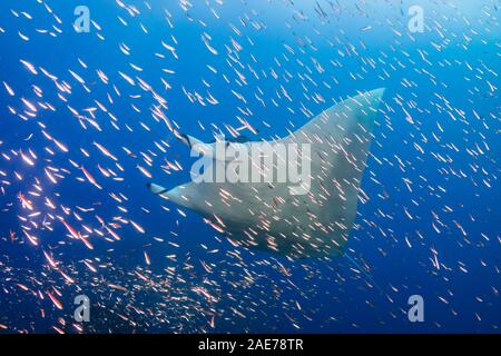 Grande femelle Oceanic manta (manta birostris) nageant à travers les poissons tropicaux sur un récif de corail (îles Similan, Koh Bon) Banque D'Images