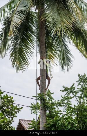 La récolte de noix de coco, l'homme Local Don Det, 4000 îles, Laos, Asie. Banque D'Images