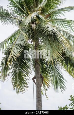 La récolte de noix de coco, l'homme Local Don Det, 4000 îles, Laos, Asie. Banque D'Images