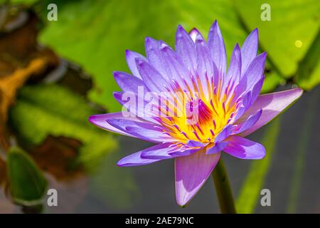 Un beau jaune violet Lotus ou nénuphar, Sir Seewoosagur Ramgoolam Botanical Garden, Maurice. Banque D'Images