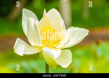 Lotus blanc dans le jardin botanique de Pamplemousses, Ile Maurice. Banque D'Images