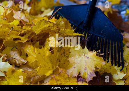 L'automne et l'hiver la compensation des feuilles tombées, préparation pour le compost, engrais écologique appropriée de remplacement pour la culture biologique. Banque D'Images