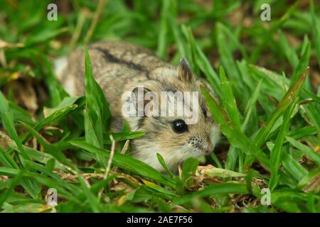 Mignon femelle hamster nain brun exotique marche sur la pelouse Banque D'Images