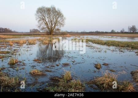 Matin vue d'une prairie marécageuse et un grand arbre - printemps voir Banque D'Images