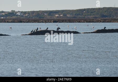 Flamant rose et grands cormorans dans Marim-Vila Castro Real parc naturel (Algarve, Sud du Portugal) Banque D'Images