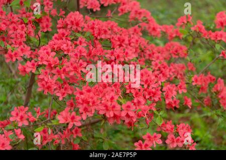 Beau rouge mini azalées fleurir dans la forêt Banque D'Images