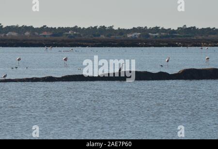 Flamant rose et grands cormorans dans Marim-Vila Castro Real parc naturel (Algarve, Sud du Portugal) Banque D'Images