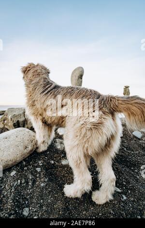 Une figure de pierres debout sur le dessus de l'autre contre un arrière-plan flou de la rive de la mer. Les formes de pierres près de la promenade du chien. Admire le chien Banque D'Images