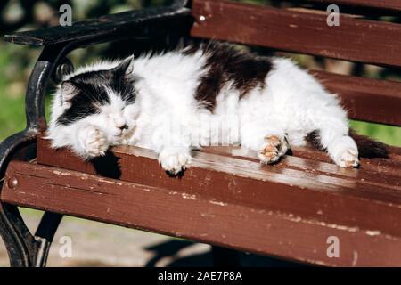 Un chat noir et blanc dort sur un banc le long d'une journée d'été. Doucement. Couchage Cat Banque D'Images