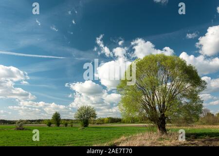 Un grand saule dans un champ et les nuages blancs sur un ciel bleu - printemps voir Banque D'Images