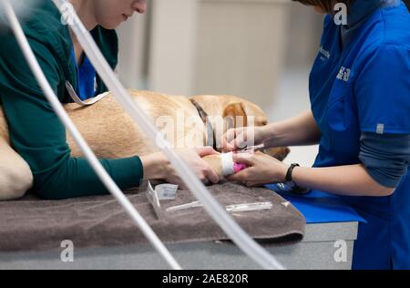 Les techniciens vétérinaires canines préparer pour la chirurgie. Ils utilisent aussi le moment où le chien est endormi à leur clip-toe nails. Banque D'Images