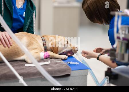 Les techniciens vétérinaires canines préparer pour la chirurgie. Ils utilisent aussi le moment où le chien est endormi à leur clip-toe nails. Banque D'Images