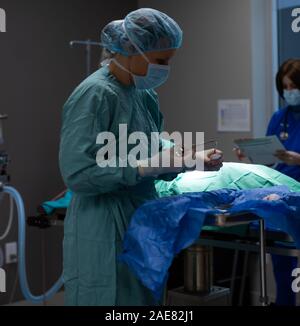 Un chirurgien vétérinaire effectue une opération sur un chien à l'intérieur d'une salle d'opération dans une clinique vétérinaire. Banque D'Images