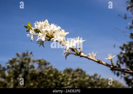 Arbre fleur avec du café blanc couleur des fleurs au Brésil Banque D'Images