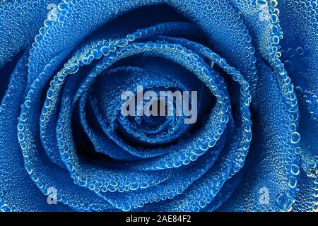 Rose bleue sous bulles d'close-up edgeless vue. Banque D'Images