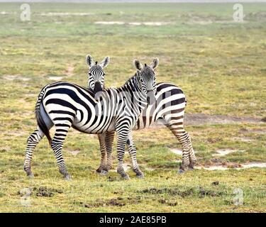 Deux zèbres debout sur le côté dans une prairie d'Amboseli avec l'un mettant sa tête sur l'autre moule est de retour. (Equus burchelli) Banque D'Images
