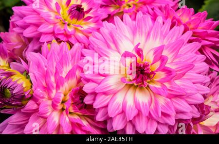 Dahlias rose vif blanc avec accent dans le centre. Banque D'Images