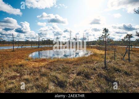 Le paysage autour de sentier de marche de Viru bog, un des plus accessibles de tourbières en Estonie, situé dans le parc national de Lahemaa Banque D'Images