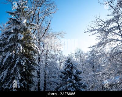 Les arbres après la première tempête de neige de l'hiver dans le nord-est américain Banque D'Images