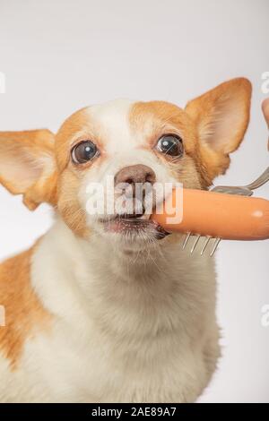 Jack Russell Terrier Dog saucisse morsure sur fond gris Banque D'Images