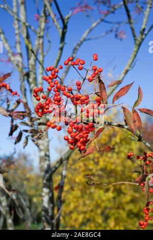 Sorbus commixta. Fruits rouges sur un arbre japonais Rowan. Banque D'Images