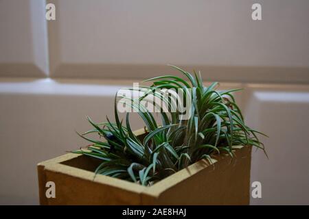 Tillandsia, également connu sous le nom de la plante, en beige boîte en bois en face de mur carrelé Banque D'Images