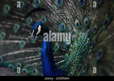 Close up portrait of male peacock Banque D'Images