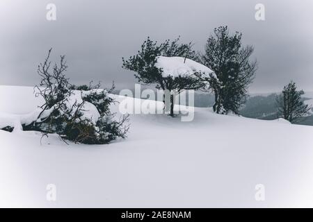 Neige sur un arbre sur un terrain d'hiver sous les nuages, Espagne Banque D'Images