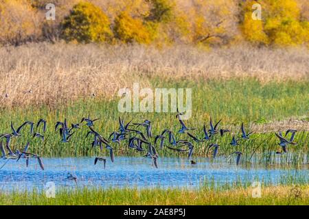 Grand Chevalier s'envolent au San Luis National Wildlife Refuge en Californie USA Banque D'Images