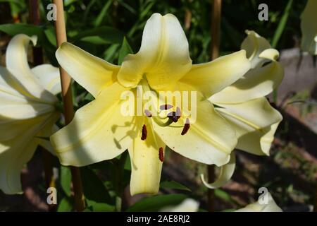 Lilium Conca d'or Banque D'Images