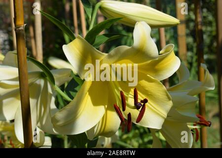 Lilium Conca D'Or Banque D'Images