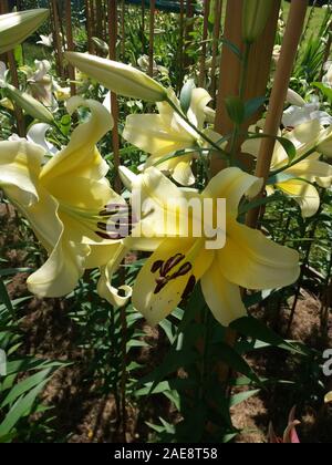 Lilium Conca d'or Banque D'Images