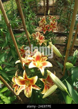 Lilium Montego Bay Banque D'Images