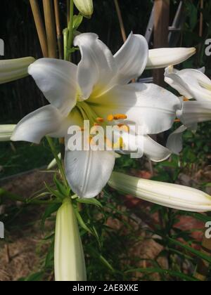 Lilium Album Régale Royal Banque D'Images